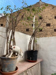 Instalación de red para gatos con cerramiento completo Gatita Chila