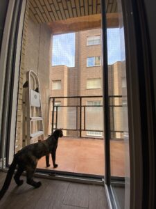 Nueva instalación de redes de seguridad para gatos en el centro de Valencia